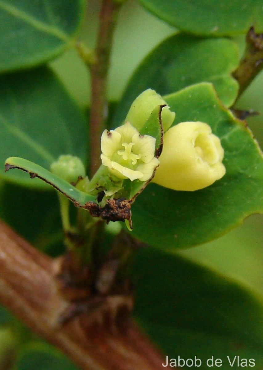 Phyllanthus retusus Dennst.